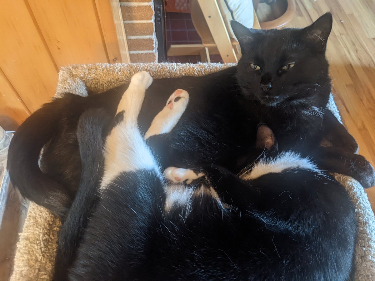rbnvngssl's tweet photo. @DaynaECopeland Belle with her paws on her brother Beau, snoozing in their bed on a warm summer day https://t.co/aPtzErKzoz