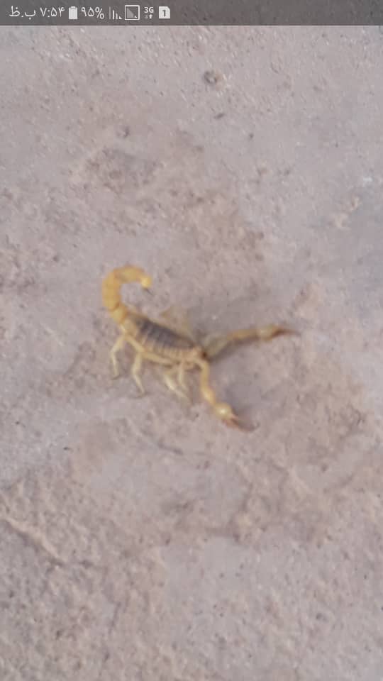 Elmaz Nezeri tweet media