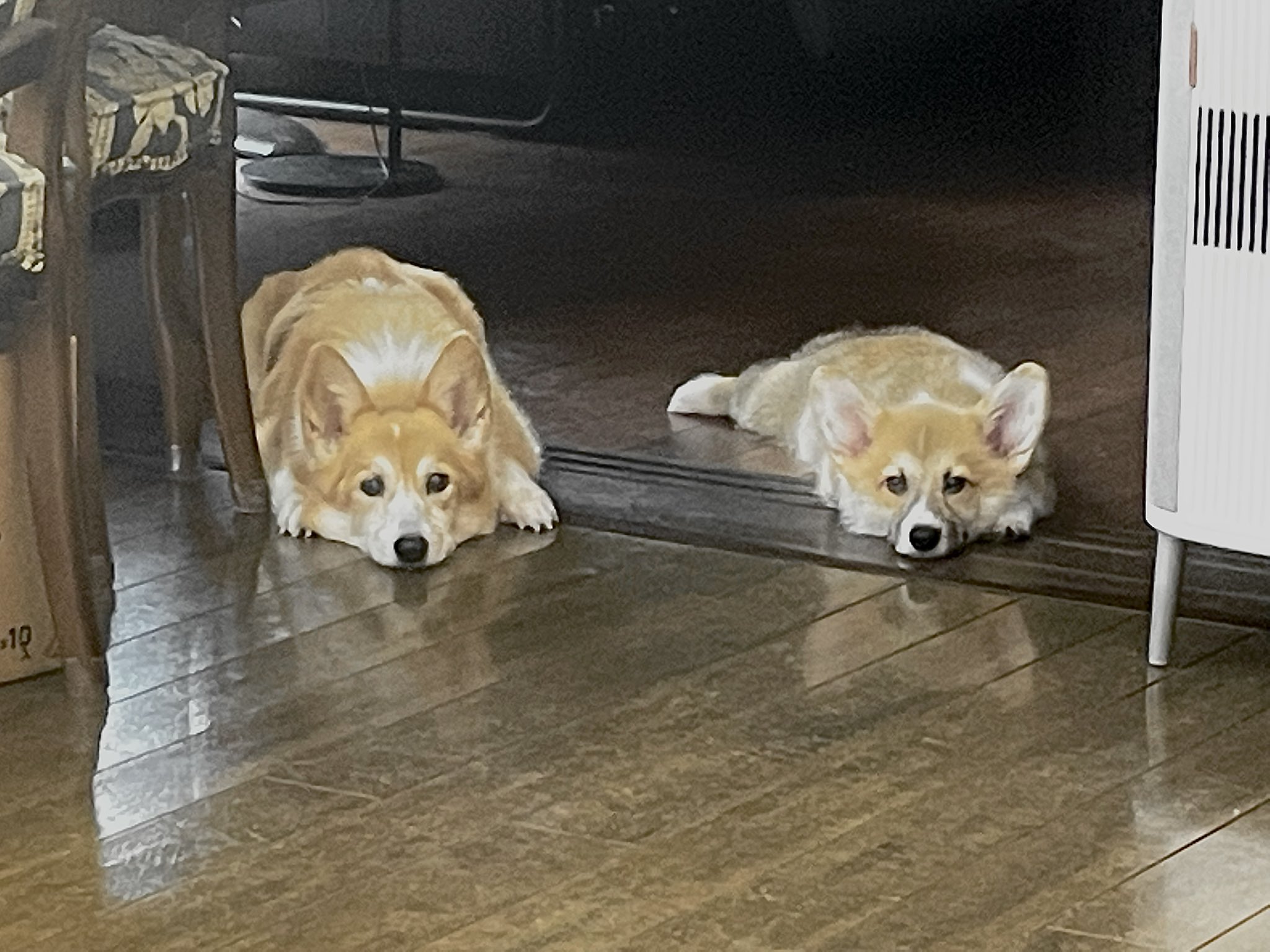 تويتر コーギー れいさら 成長日記 على تويتر 仲良く ひま犬 コーギー 子犬 犬 T Co Mkhcz3le3p
