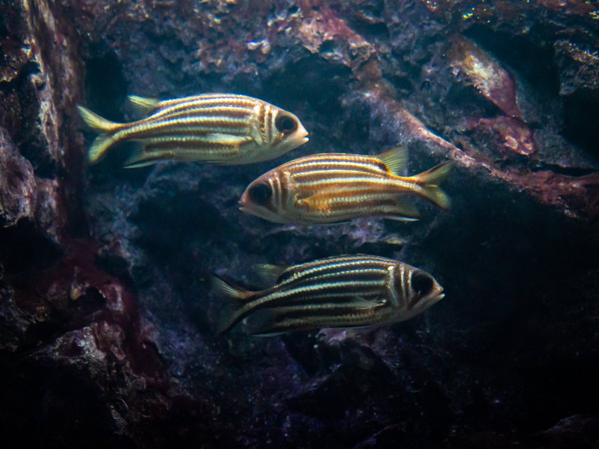earlybird044's tweet photo. #Soldierfish on patrol at #rayong #aquarium https://t.co/VTD3ykuakl