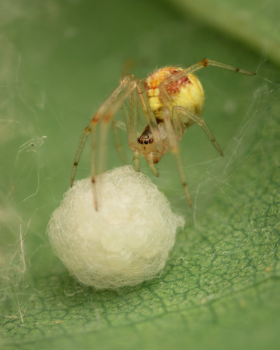 MacroChambers's tweet photo. A cute little Cobweb Spider (Theridion varians) watching over her precious egg sac 😊 I often overlook tiny spiders like this, but I'm glad I didn't this time!
#Theridionvarians @BritishSpiders @BBOWT @WildlifeTrusts #spiders #macro #wildlife #eggsac @BBCEarth #earthcapture https://t.co/r7nuTZV2HQ