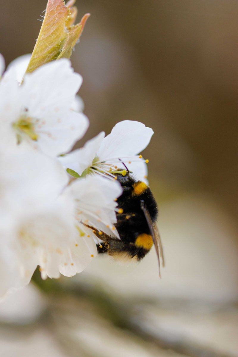 Tim_A_Heckmann's tweet photo. Pretty Hungry Bumblebee 😀
#photography #nature #NaturePhotography #bumblebee https://t.co/PigrX0c3Lv