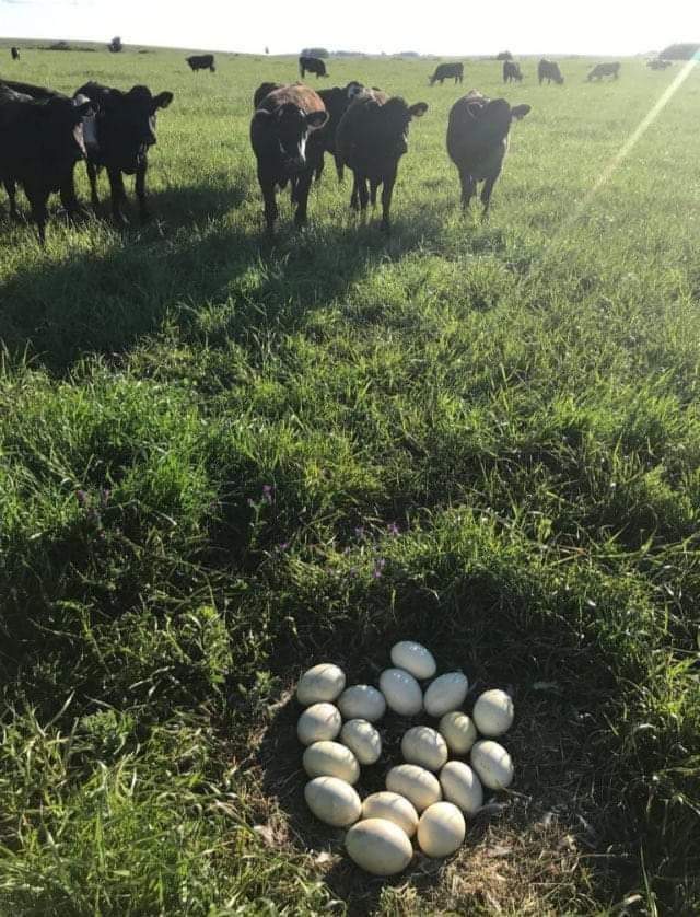 hayes_mcdole's tweet image. For you city folks that don't know how a calf is born, here is a rare pic of a cow's nest.