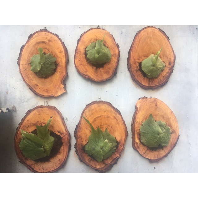 Saya menjual platycerium wandae (simbar ... seharga Rp. Dapatkan di Shopee sekarang! shopee.co.id/harry_parmana/… #ShopeeID