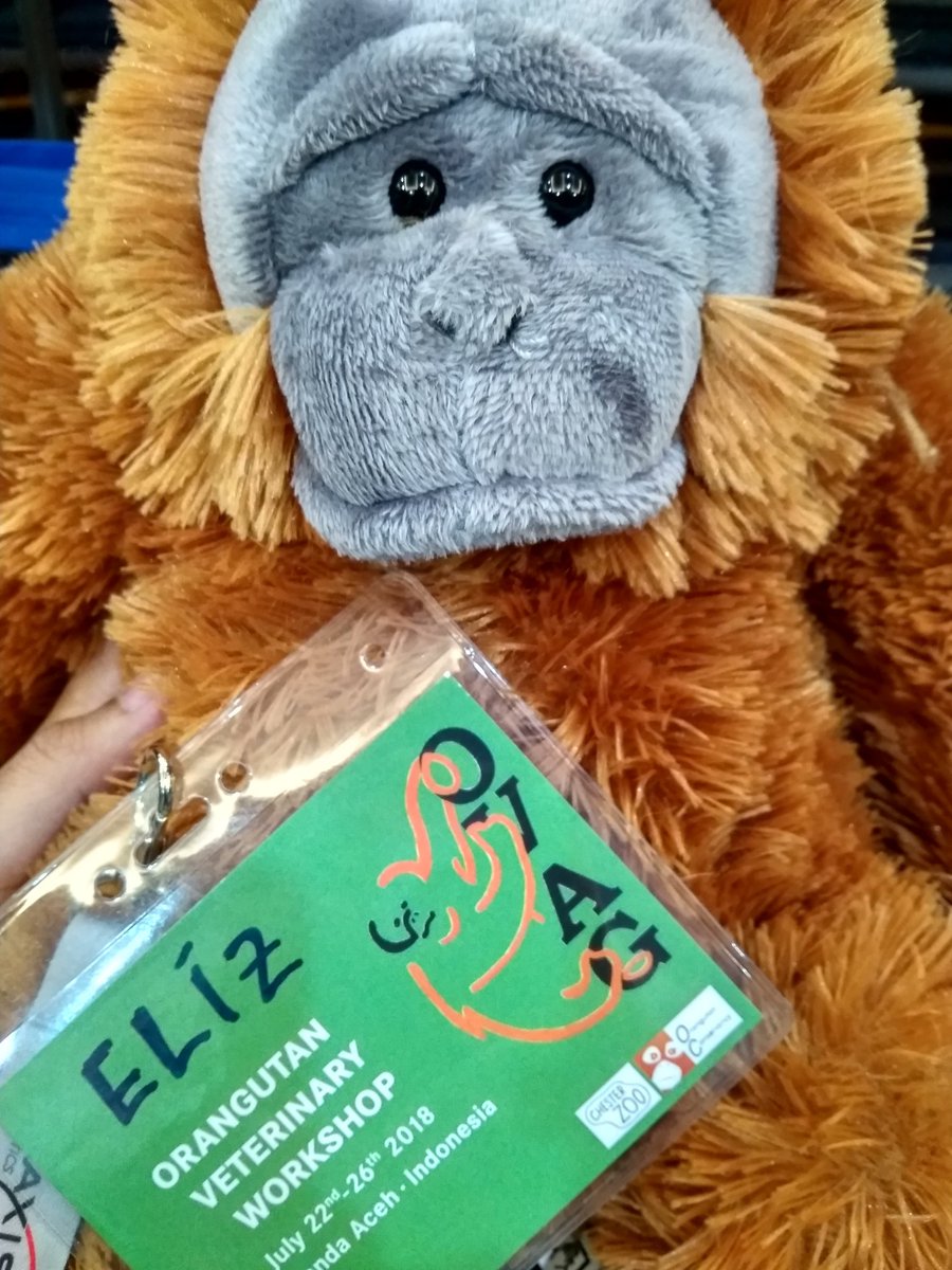 elizabethrdp1's tweet photo. #Throwback on my very first #OVAG experience..
Not only gained new knowledge during the workshop, but also had fun with them 🦧
They are orangutan and gibbon expert, but they're so humble and nice to a newbie like me 🥰 https://t.co/dPBdTv45et