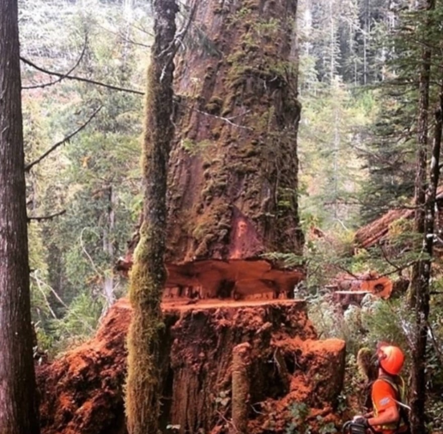 Follow her/his instagram for more post
#logger #logging #treecutting #arboristVia <a href="/tree/">Tree</a>.surgeon