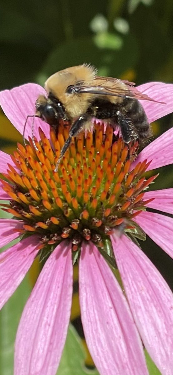 dianne0805's tweet photo. Happy Insect Thursday!🐝💛
I finally caught this profile on the cone flower.🐝🌸🌸🌸
#InsectThursday #Flowers #HappyThursday #ThanksDavid https://t.co/aY3gskidg8