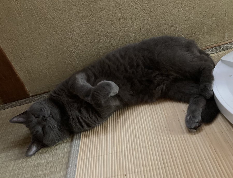 Catteria Cloud Nine キャッテリアクラウドナイン 大阪にある猫カフェ 子猫のへや