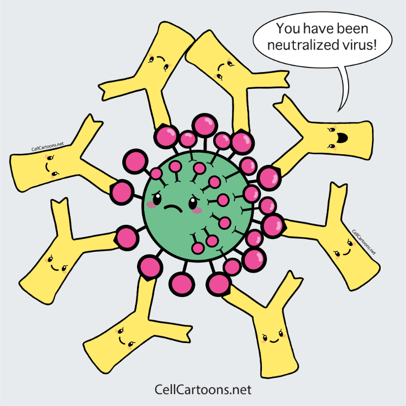 aniux_yvr's tweet photo. I'm starting an ABC's of immunology and we'll see if I follow through with this 🤪
🅰️ is for #antibody 😁 also known as immunoglobulins, these  Y shaped proteins neutralize pathogenic bacteria and viruses ☠🦠
#CellCartoons #cellbiology #medicalart #sciart #scienceart #immunology https://t.co/6g4C7P9g9u