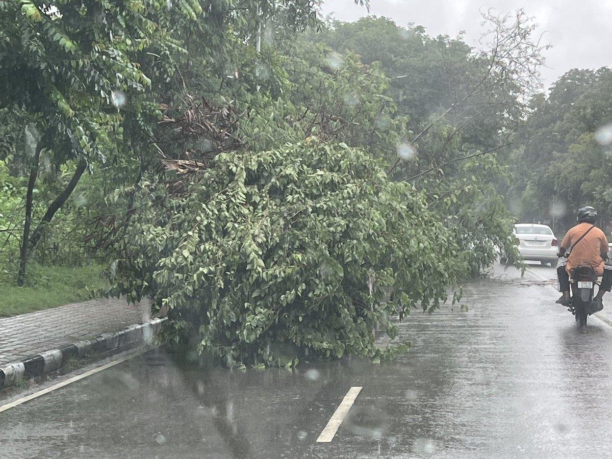 Shiba3371's tweet photo. @nagarkoti Another tree broken at 42 internal road https://t.co/o38zYRuI25