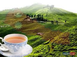 kandelnirmal's tweet photo. 27/78
Heaven is a myth, #Nepal is real.
#Ilam
#Kantam #Phikkal #IlamTea #MaiPokhari #TeaGarden
📷 PMR, NS, SP https://t.co/XGMeIrIMsM