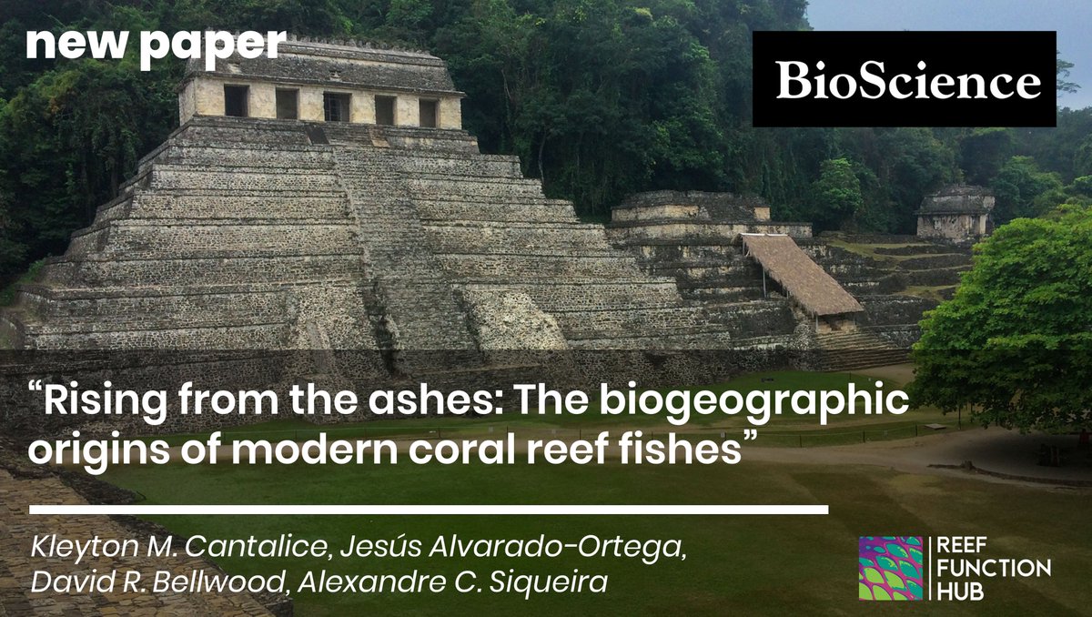 New paper - out today! 🌟 
And yikes, it's a cool one! 🤓
<a href="/Cantalice_KM/">Kleyton Cantalice</a>, Jesus Alvarado-Ortega, <a href="/bellwoodlab/">The Bellwood Lab</a> &amp; <a href="/SiqueiraAleC/">Alexandre C Siqueira</a>'s work in <a href="/AIBSbiology/">American Institute of Biological Sciences</a> connects:

✅#Mayan temples, 
✅the dinosaur killing #asteroid 🦕🌠
✅the origin of #reef #fishes🐠🐟

doi.org/10.1093/biosci…
(1/4)