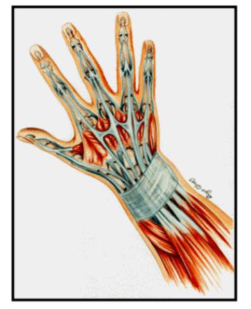 prevenorp's tweet photo. Microtraumatismos repetitivos de mano y dedos
La mano y los dedos son la herramienta de trabajo más importante de nuestro organismo. ▶️ 
https://t.co/zxC8mzWyrw https://t.co/zBGrONkw6M