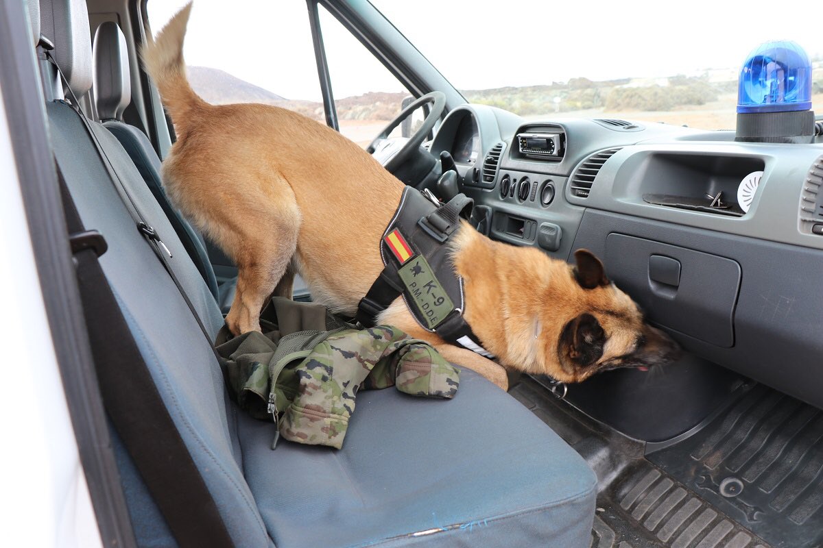 EjercitoTierra's tweet photo. #Hoy en el #DiaMundialDelPerro no nos olvidamos de nuestros 'compañeros' de 4 patas. Siempre leales y dispuestos a participar en cualquiera de las actividades de su unidad. Hacen deporte y se mantienen en forma como uno más. #SomostuEjército 🇪🇸 https://t.co/lfMBleoEQu