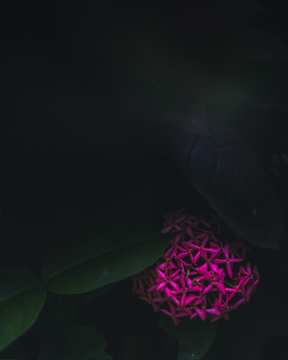 Gypsyshutter's tweet image. Starcluster pink.
#gypsyshutter 
.
.
.
#flowers #flowerstagram #flowersofinstagram #flowers🌸 #flowerlovers #flowerphotography #yourshotphotographer #india #kolhapur #nature #naturephotography #naturegram #natureshots #flora #NFTCommunity