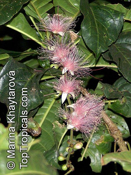 toptropicals's tweet photo. #Barringtonia racemosa- Fishkiller Tree. This small #ornamentaltree has long hanging strands of pink flowers which are comprised in numerous filaments. The flowers have a sweet scent and bloom in the nights of June-August.
https://t.co/sa3tSeiEwx
#fragrantplants
#ThursdayThoughts https://t.co/uYMbDqQtT2