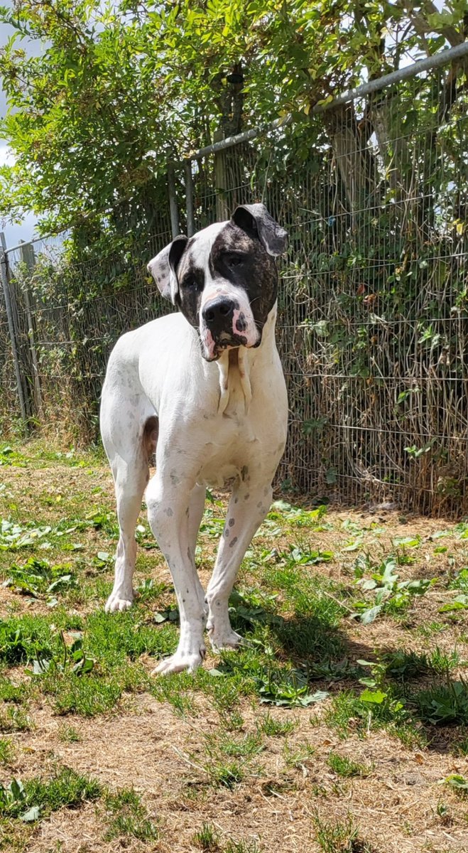 LinbeeDogs's tweet image. A big thank you to @AFPetInsurance for granting Linbee £2500 towards vet costs
#RescueDogs