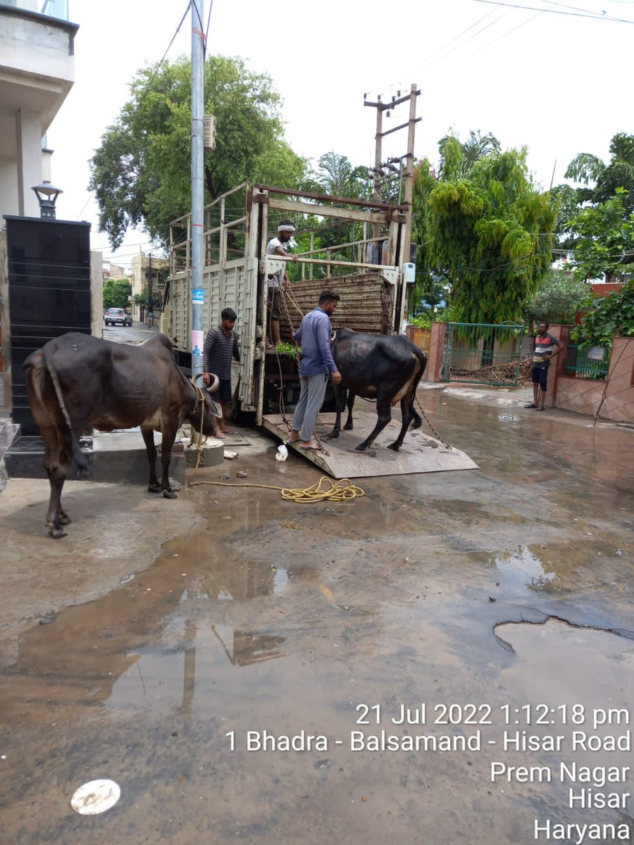 HisarMunicipal's tweet photo. आज दिनांक 21 जुलाई 2022 को नगर निगम हिसार की पशु पकड़ने वाली टीम द्वारा 10 गाय को पकड़ कर गो अभ्यारण ढंडूर भेजा गया
#Straycattlefreecity
#SaafCitySafeCity
#SwachhBanegaHisar https://t.co/zSNb71UR4U