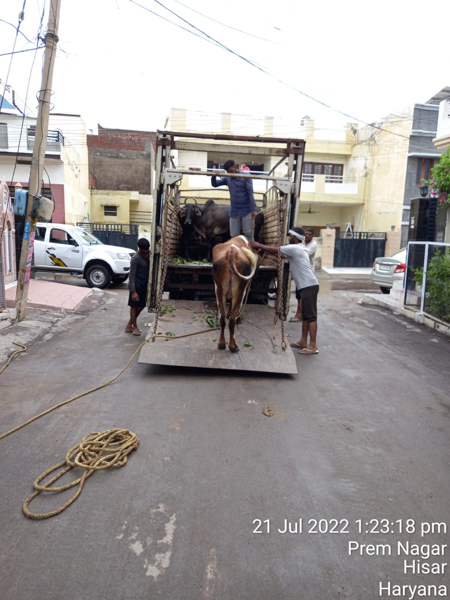 HisarMunicipal's tweet photo. आज दिनांक 21 जुलाई 2022 को नगर निगम हिसार की पशु पकड़ने वाली टीम द्वारा 10 गाय को पकड़ कर गो अभ्यारण ढंडूर भेजा गया
#Straycattlefreecity
#SaafCitySafeCity
#SwachhBanegaHisar https://t.co/zSNb71UR4U