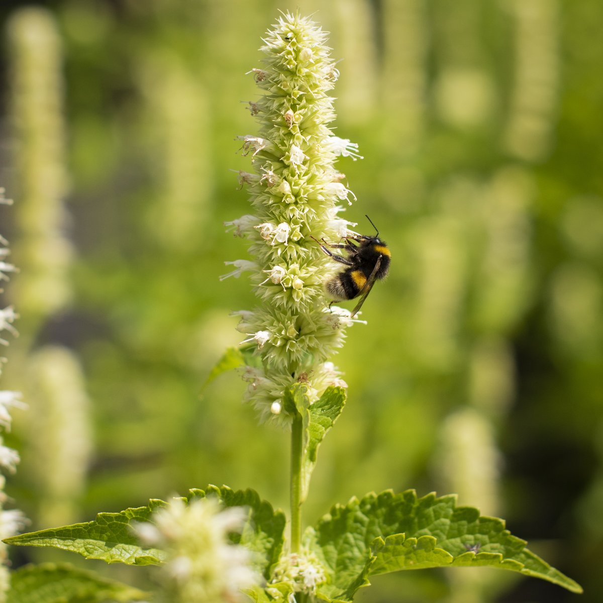 Impressively long-flowering yet super-easy to grow, Agastaches are one of those fail-safe perennials that will put on a superb display for months on end. Plant them in a sunny spot with well drained soil and they’ll add colour and fill to mixed borders! #mycrocus