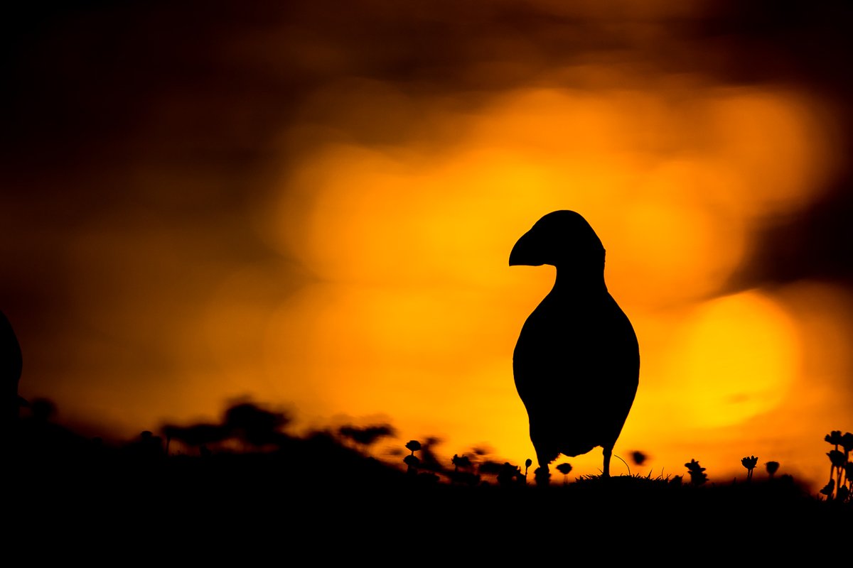 Since I first picked up a camera silhouettes have always been a style of imagery I've been drawn to,often adopting a dark and moody approach

All images below were taken at arguably the most epic location in the UK, Hermaness NNR. My next post will feature IMO the most beautiful