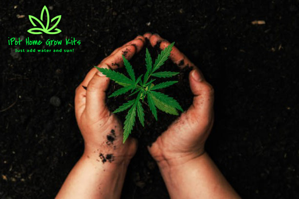 ipotlive's tweet image. CannaCon Detroit this weekend!  stop by... booth #1011
iPot.Live