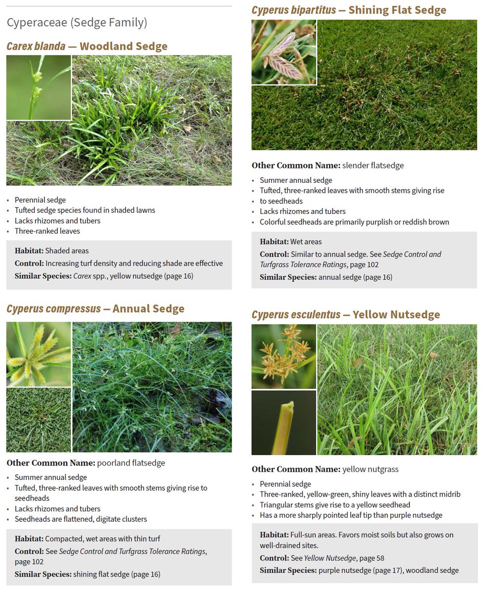 PurdueTurfDoc's tweet photo. 2022 Turfgrass Weed Control for Professionals now available. 15 states and 16 collaborators. @RUturfweeds co-editor. Full-color ID of 118 weeds. Updated with latest products and research-based information. Order print ($20), pdf ($12), or both ($26) at https://t.co/FoygqpZw3z https://t.co/mDnmhKqseb