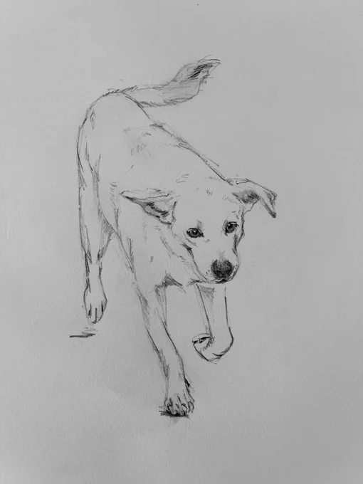 さんの撮るアジアの犬たち。たくましくて美しいな。 