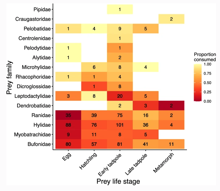 biobiiana's tweet image. Interesting meta-analysis led by @jstynoski, showing how relative unpalatability is an important component in how🐸#tadpoles defend from predators, and highlighting potential ontogenetic switches in anti-predator strategies rdcu.be/cR7Eg #HerpSci #TadpolesFTW
