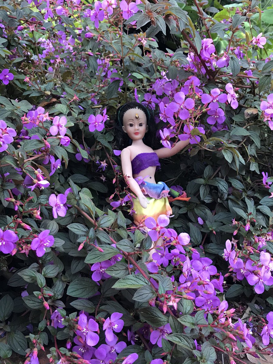 bacilee2's tweet photo. @PhillipRCW Happy Birthday from The Channon in Northern NewSouth Wales, Australia. This is a birthday greeting from Feral Cheryl, an Australian wild child 🦋🌻 https://t.co/tu4ROn2wub