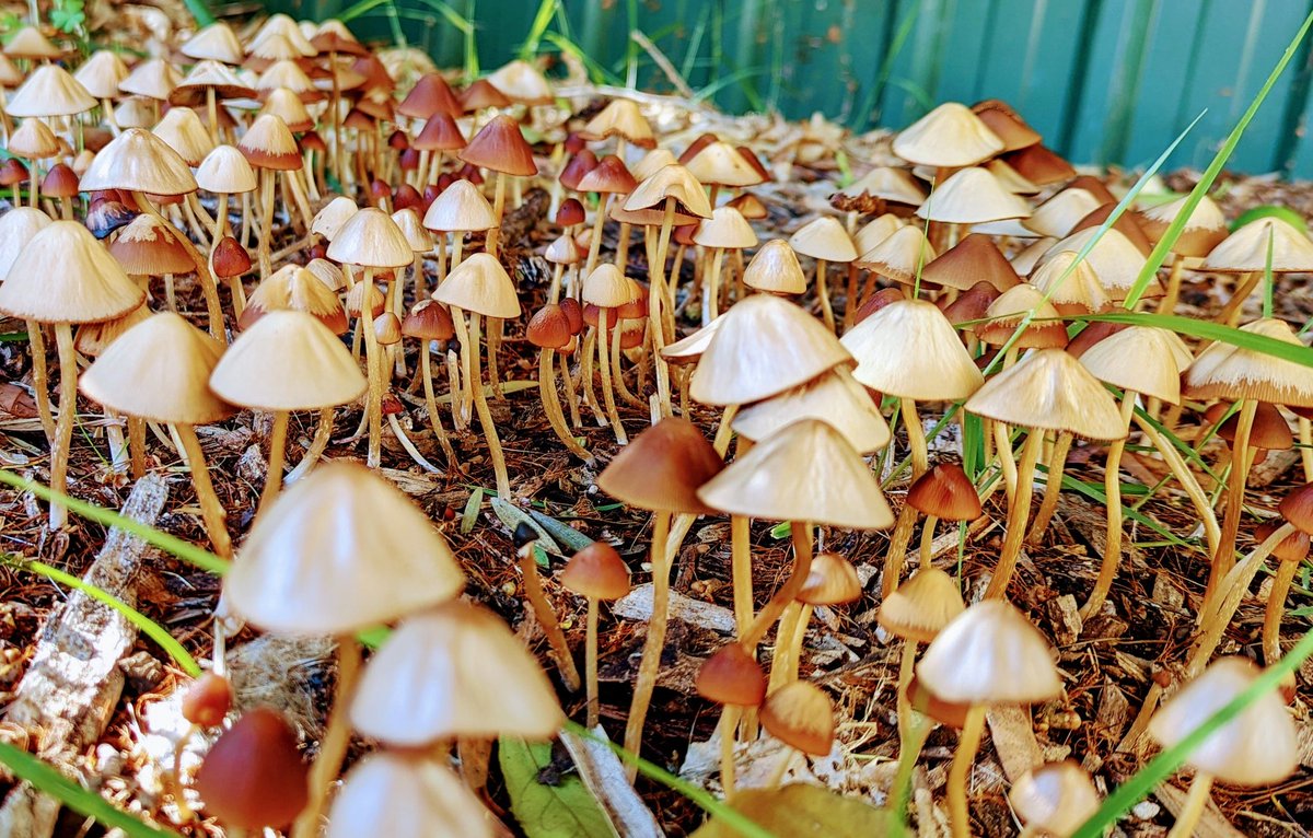 Ooid Scientific tweet media