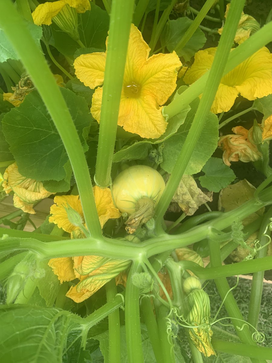 Our pumpkins are growing great this year!! 🎃🎃🎃