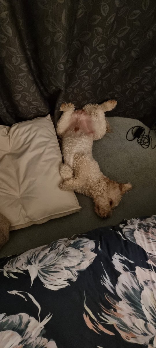 Andyapp's tweet photo. How can that be comfy, Derek? Ha ha ha he is one daft dog https://t.co/YPSZxMkMMg
