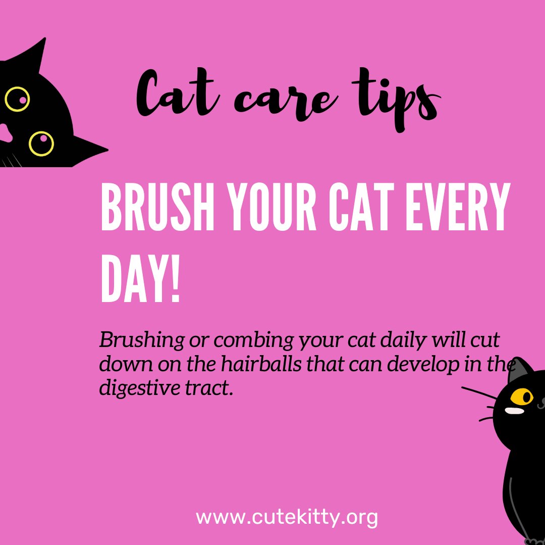 cutekittyorg's tweet photo. Cat care is an art, we are here to help you master it 🐱
WE ARE BACK WITH SOME MORE CAT CARE TIPS❤😻
Hope it helps, Join us for more @cutekittyorg
#helpcat #cryptocurrencyrevolution #animalshelters #cutekittyorg #cutekitty https://t.co/JxNHkROIxB