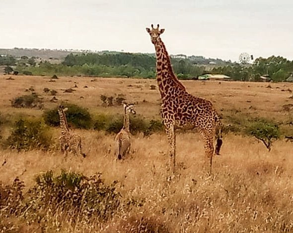 It’s a rare occurrence that a Masai giraffe gave birth to twins at the Nairobi National park. #girraffes #babygirrafes #wildlife #wildlifefriend