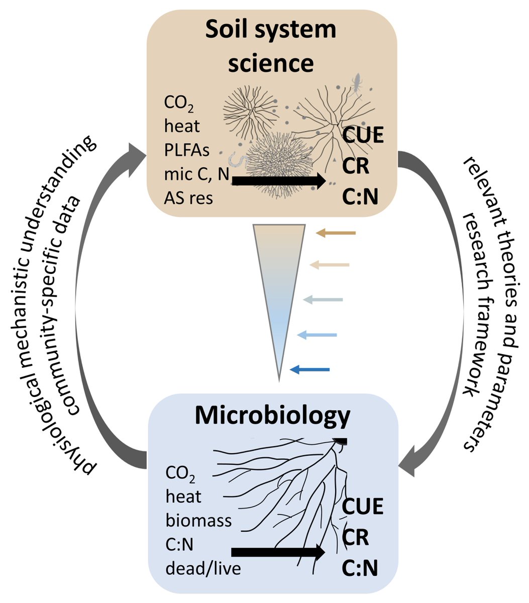 Project 8: Saprobic Fungi 'The significance of saprobic fungi for energy and matter turnover under varying substrate conditions – from individuals to soils' @FU_Berlin @t_camenzind soilsystems.net/projects-partn…