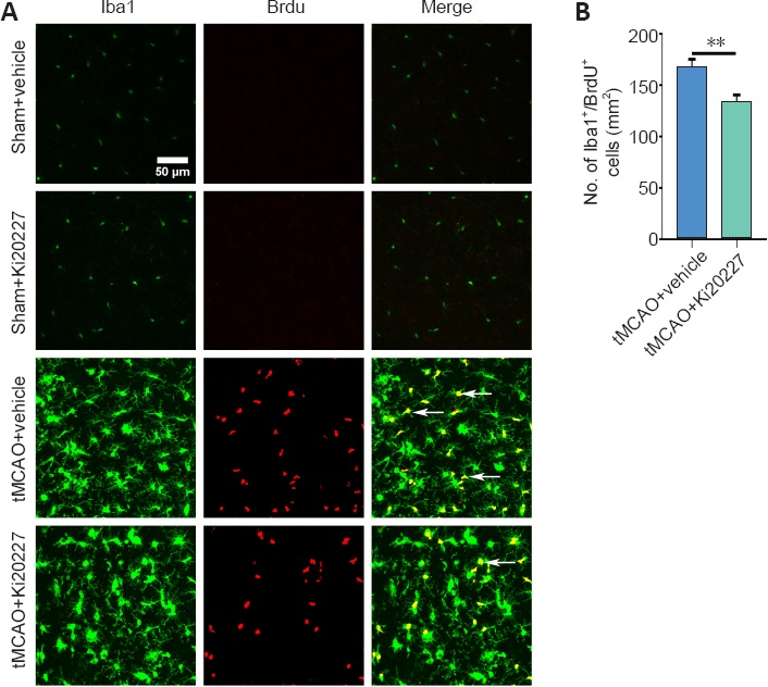 #apoptosis #inflammatory #response #ischemiareperfusion #microglia #nrr #openaccess #researcharticle [Ki20227 aggravates apoptosis, inflammatory response, and oxidative stress after focal cerebral ischemia injury] 
journals.lww.com/nrronline/Full…