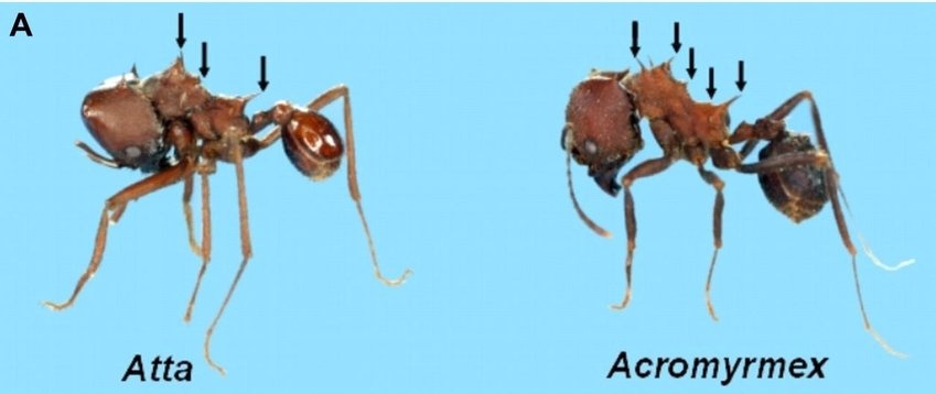 نمل قاطع الورق
Leafcutter ant

(Atta sp.) 

 نمل قاطع الورق يقوم بنقل حطام أوراق النبات للمستعمرة ،...