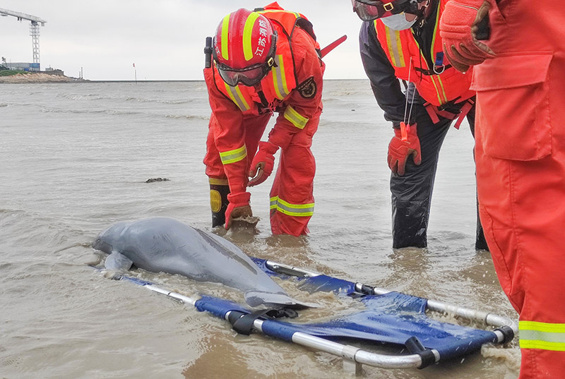 PuebloEnLnea's tweet photo. 🐬#Momentosconmovedores: una #marsopa sin aleta encalló en una playa de arrecifes en Lianyungang de Jiangsu. Varios departamentos unieron fuerzas para el rescate de emergencia.🐬 https://t.co/kVM9dWyf5M