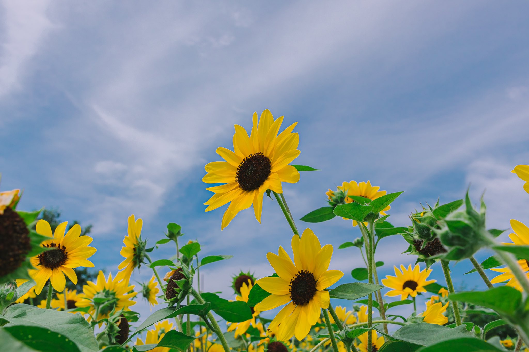 じょいさん 少しだけ夏の匂い ひまわり 写真好きな人と繋がりたい ファインダー越しの私の世界 キリトリセカイ Photography Photo T Co Mf3txlzhkg Twitter