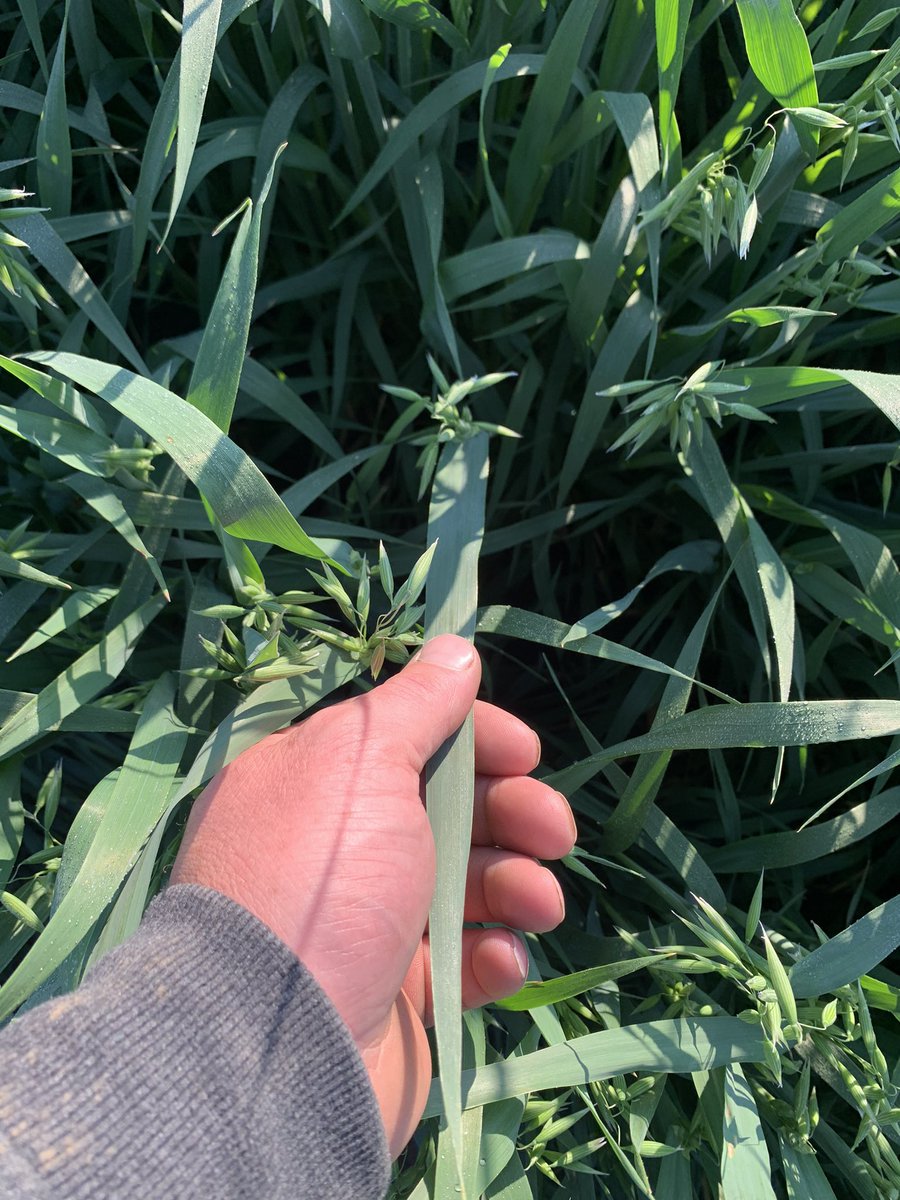 RandyBohun's tweet photo. Grabbed some pictures of the the new @SeCan #AACDouglas oats. Excited to see how well it preforms @SeCanLauren @sunsetroadseeds #cleancrop #nofungicide https://t.co/qxIRVcdOi3