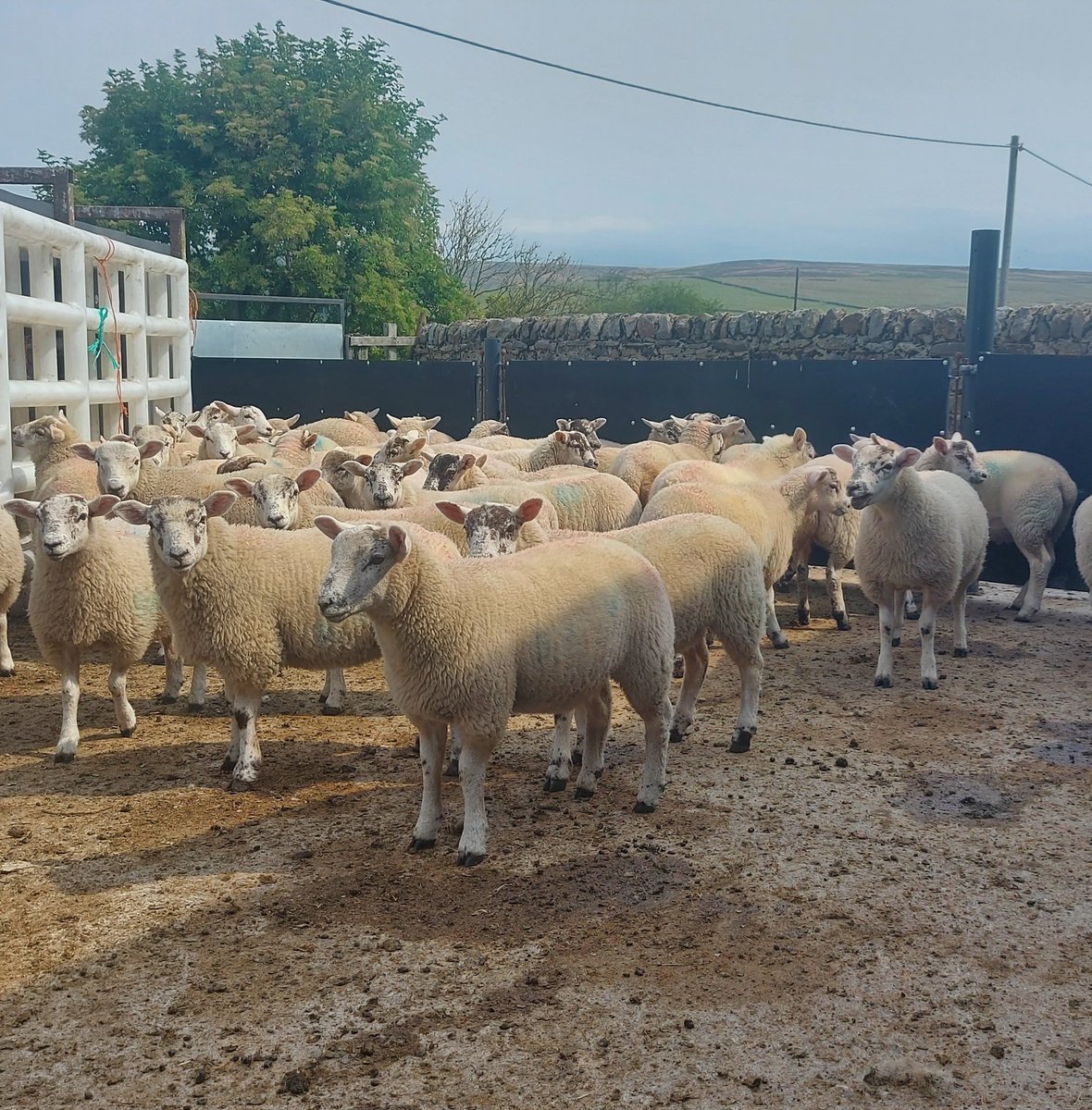 3mth old texel x swale lambs. Pleased with this year's crop, they've filled out well despite the lack of grass. These are grass fed, no creep feeding here.