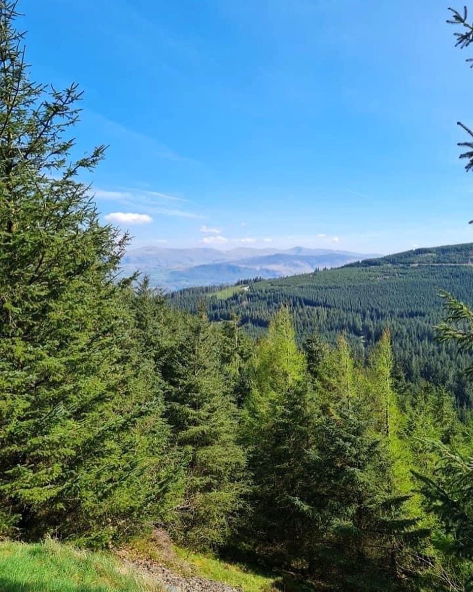 SeagreenView's tweet photo. The sun is shining today in Silloth. Let’s hope our guests have a great day. Today’s recommendation is a trip to @Whinlatter where you can follow the Gruffalo trail, challenge yourself with @GoApeTribe or walk the alpacas. https://t.co/l55XRT9Rtm