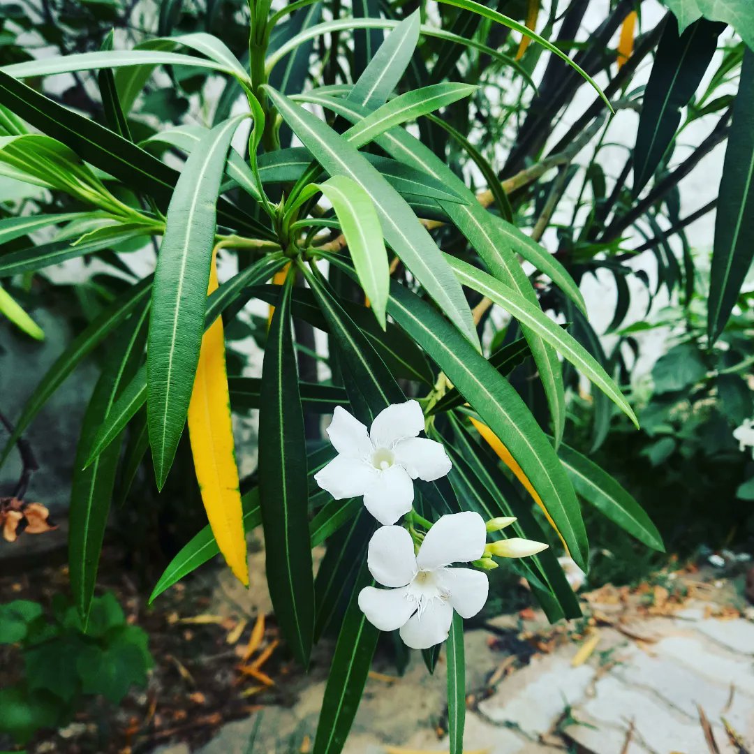 IndShweta's tweet photo. हमें ये समझना होगा कि ज़िंदगी में संघर्ष लाज़मी है, और समस्याओं को भी सामान्य तौर पर लेना होगा। हर वक्त अपने मन की हो ज़रूरी नहीं, तो परिस्थिति जो भी हो, जिस दिन हम प्रयासों को भी सफ़लता मानने लगेंगे, हम जीना सीख लेंगे।❣️
#जिंदगी https://t.co/uHeVDSMXX0