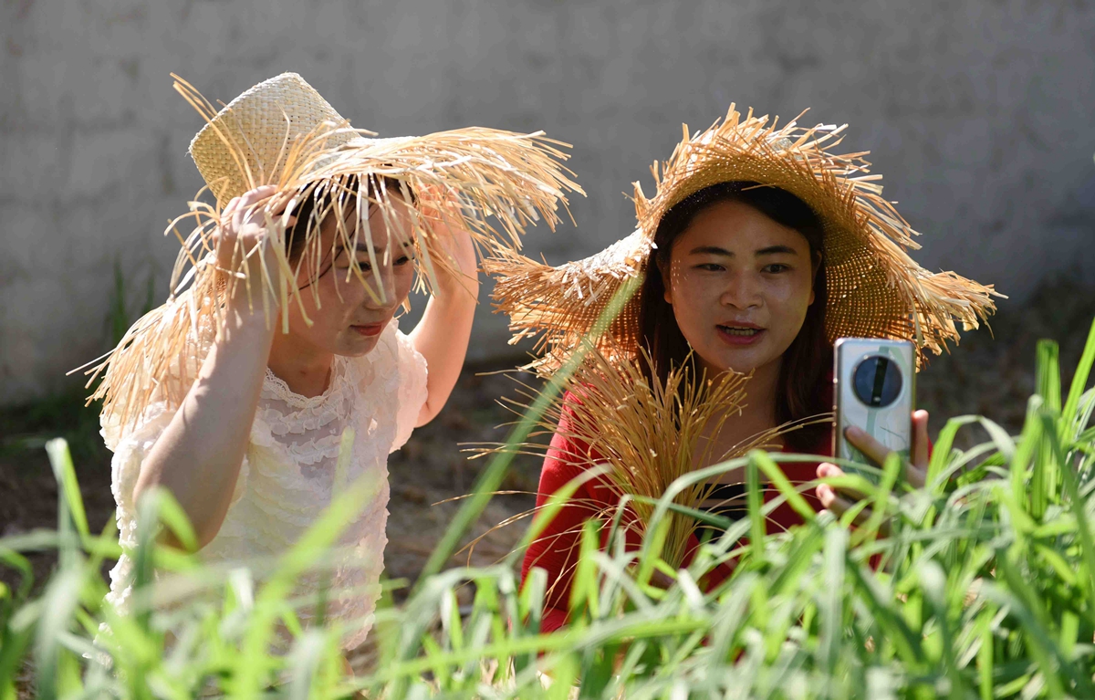 TouchShandong's tweet photo. Hispid arthraxon enters #harvest season in Tancheng, #Linyi city, China’s #Shandong province. #Farmers are busy harvesting and drying them, and then weave them into #crafts,which have been exported to #Japan, South Korea, the #US and #Canada. #globalshandong #MyhometownisShandong https://t.co/9K1IN3WyuV