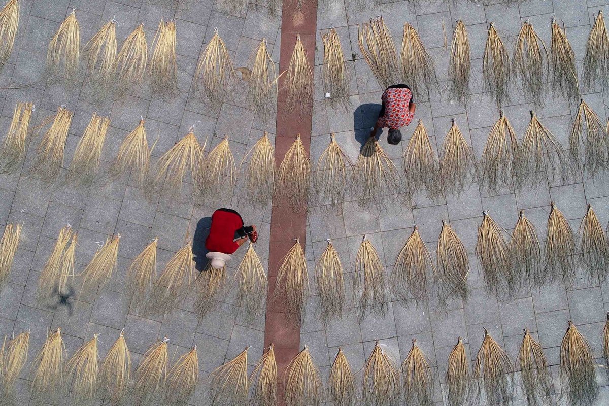 TouchShandong's tweet photo. Hispid arthraxon enters #harvest season in Tancheng, #Linyi city, China’s #Shandong province. #Farmers are busy harvesting and drying them, and then weave them into #crafts,which have been exported to #Japan, South Korea, the #US and #Canada. #globalshandong #MyhometownisShandong https://t.co/9K1IN3WyuV