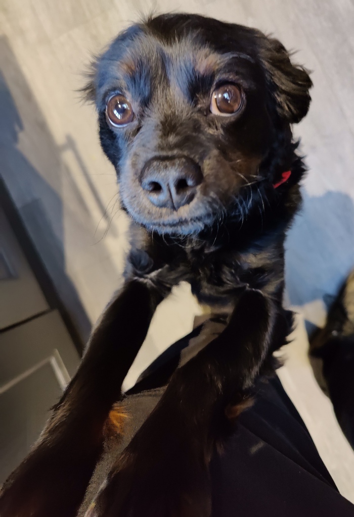boxsetmedia's tweet photo. Throwback to January this year when I fell completely in love with Dodger on a production for @TheDairyAgency! 

Never work with children or animals? i mean, look at those eyes....!

#videomadesimple #nottingham #eastmidlands #videography #videoproduction #filmmaking #videos https://t.co/i5LNws4Opp