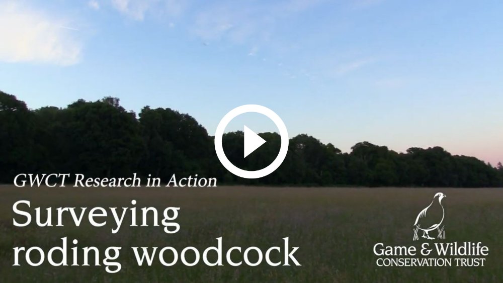 Latest newsletter out today:

- New Video: Surveying roding woodcock
- Lapwing’s welcome return to same Avon Valley farm for 5 years helps scientists learn more
- Keeping our ship afloat: a quick look at ecosystem services

Read it here: ow.ly/zLBJ50K0UVO