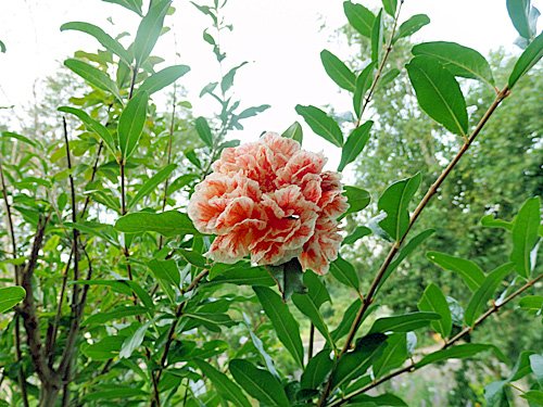 こども生活クラブ 小さな才能に花が咲く 花ざくろ絞り 花言葉 優美 円熟した優美 優雅な美しさ オレンジ色の美しい絞り模様 二つの花しっかり結び合って こども生活クラブ 小さな才能に花が咲く プレシャスギフトforyourbaby 庭の