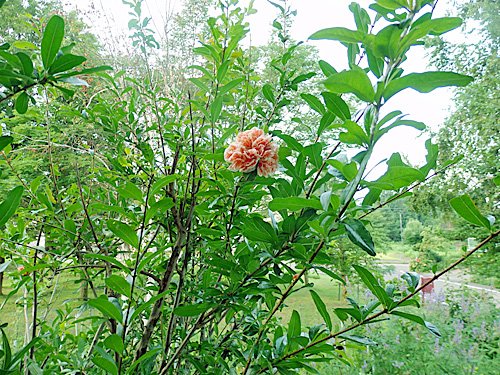 花ざくろ絞り Twitter Search Twitter